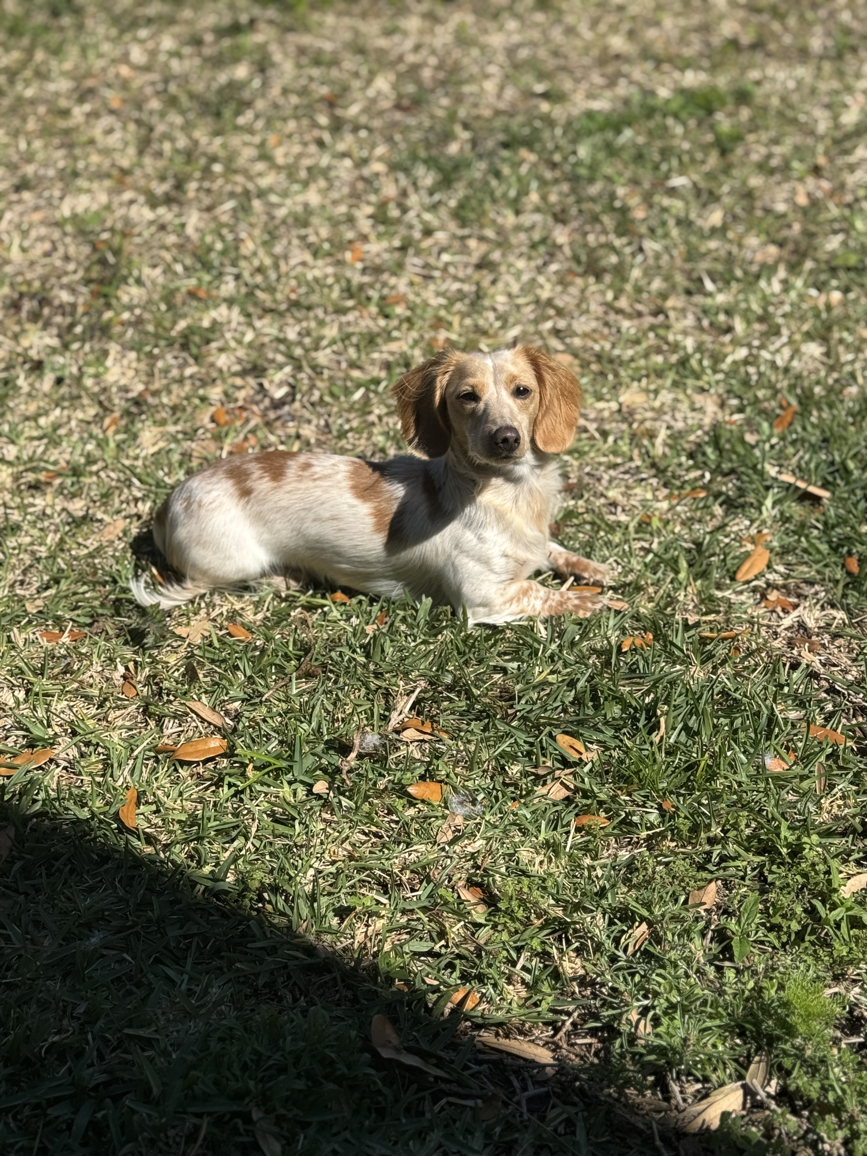 Kobe, my dog, sitting and looking at the camera